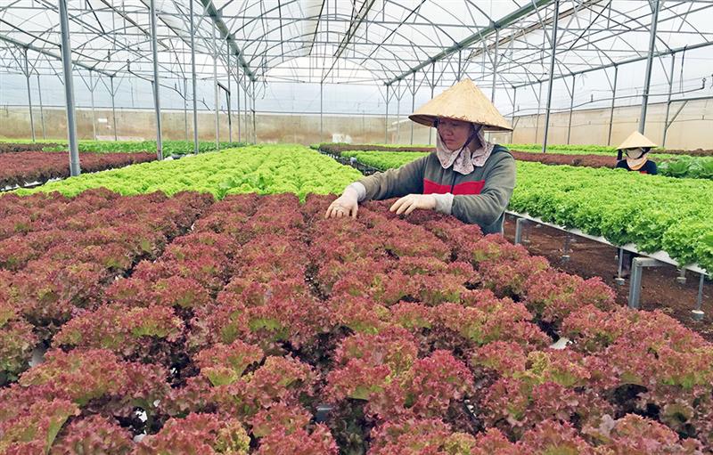 Việc phát triển đội ngũ đảng viên là người có đạo, người tham gia sinh hoạt tôn giáo đã góp phần đưa những kế hoạch của địa phương đến gần với người dân, tạo sức mạnh tổng hợp trong phát triển kinh tế địa phương. Ảnh: N.N