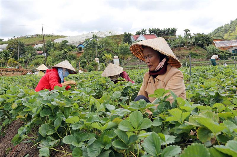 Trưởng thôn là “cánh tay nối dài” của lãnh đạo các địa phương, giúp bà con thực hiện đúng chủ trương, chính sách. Ảnh: N.Ngà