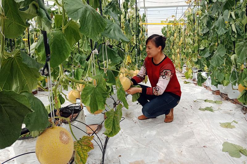 Trong năm qua, nông nghiệp công nghệ cao trên địa bàn huyện tiếp tục được đầu tư, phát triển. (Trong ảnh: Dưa gang trồng trong nhà kính tại HTX Thịnh Phát, Bắc Hội, Đức Trọng)
